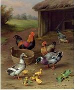 unknow artist poultry  147 oil painting picture wholesale